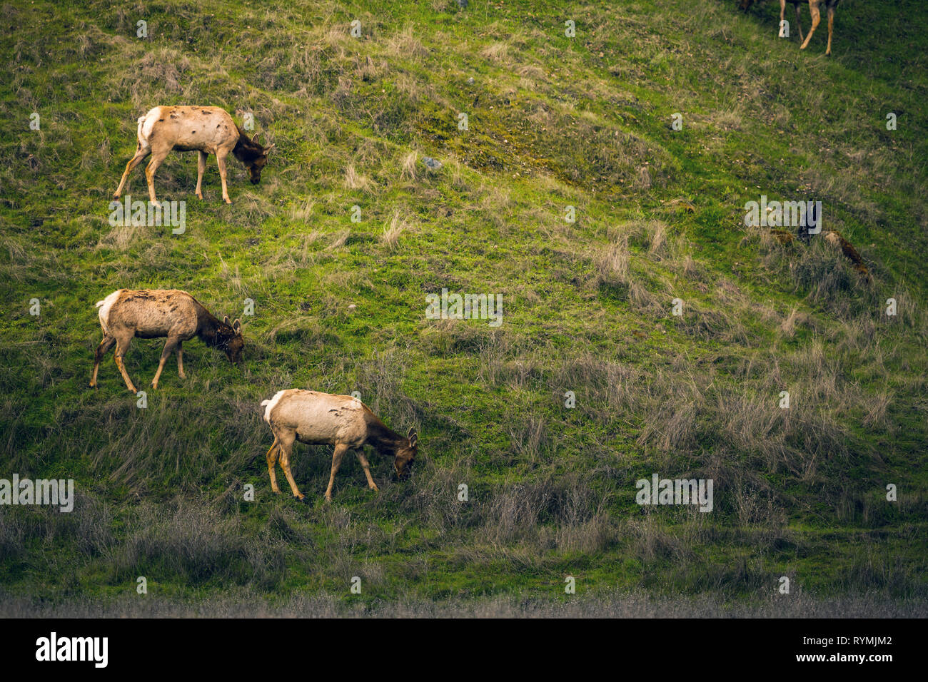 A herd of Roosevelt Elk graze along the Red Bud Trail Head in the Cache Creek Wilderness in Clearlake Oaks, California. Stock Photo