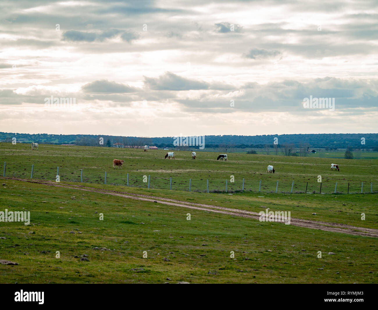 A herd of cows grazing in the dehesa in Salamanca (Spain). Concept of extensive organic livestock Stock Photo