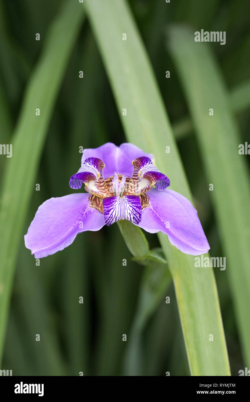 Neomarica caerulea flower. Stock Photo