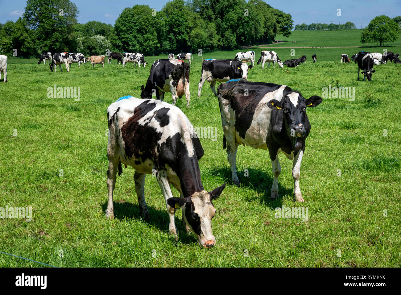 Dairy cattle in a luscious green field in spring time. Stock Photo