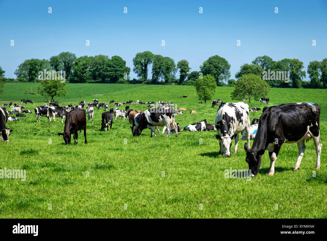 Dairy cattle in a luscious green field in spring time. Stock Photo