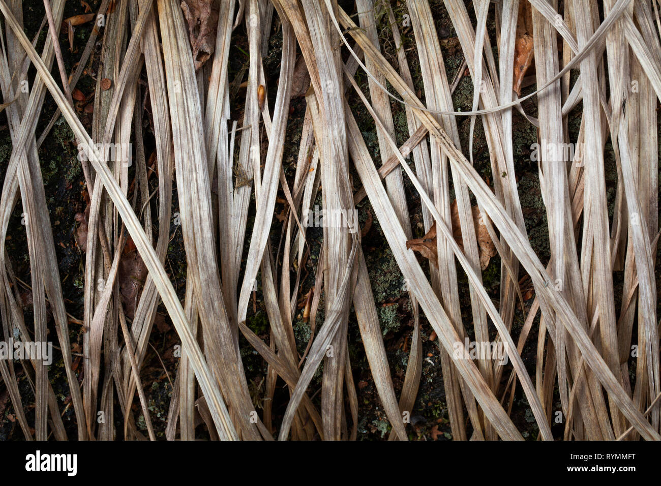 Structures in dry grass, closeup Stock Photo