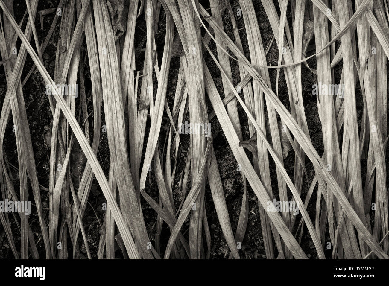 Structures in dry grass, closeup Stock Photo