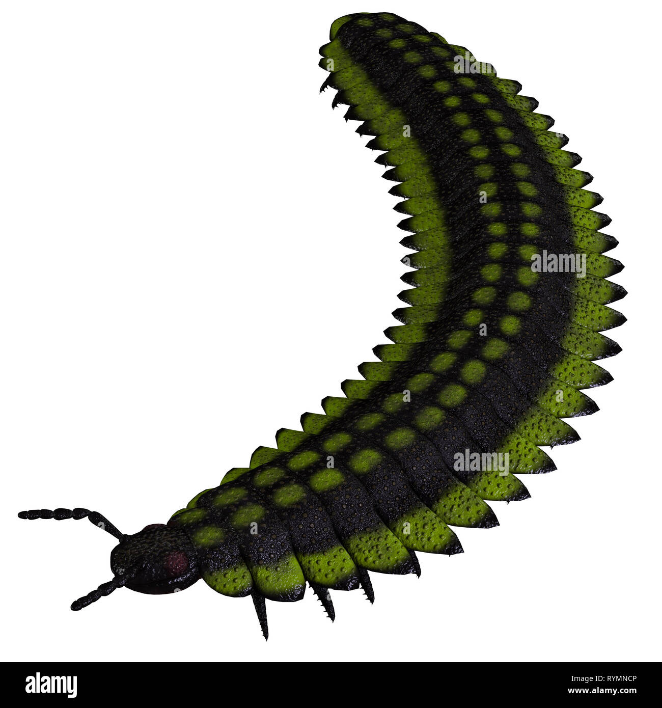 Arthropleura Invertebrate - Arthropleura was a carnivorous centipede insect that lived in North America and Scotland during the Carboniferous Period. Stock Photo