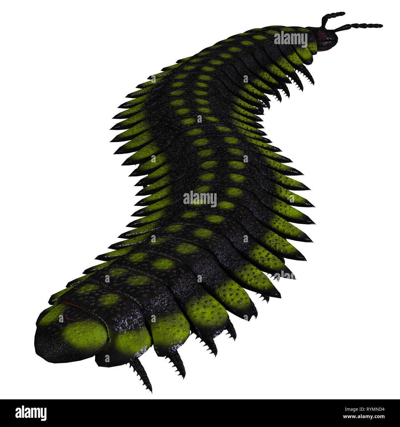 Arthropleura hires stock photography and images Alamy