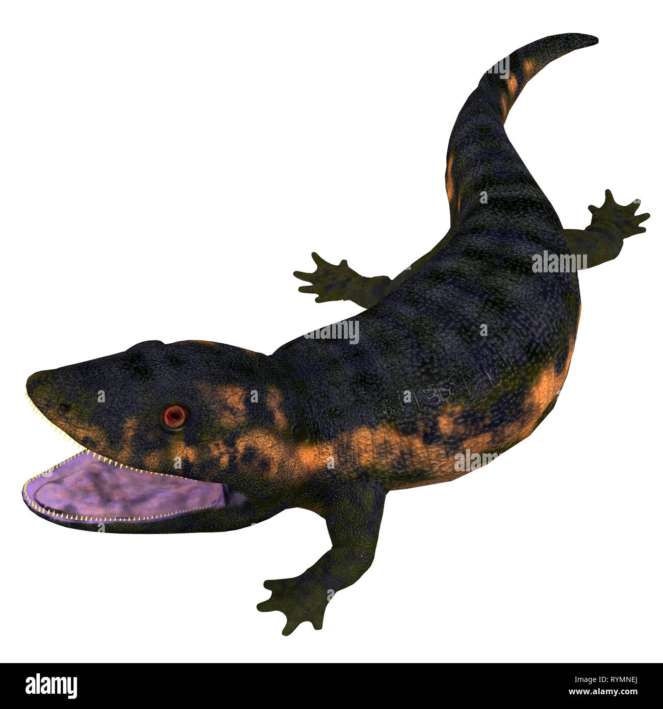 Dendrerpeton Amphibian Head - Dendrerpeton was a carnivorous amphibian animal that lived in Canada during the Carboniferous Period. Stock Photo