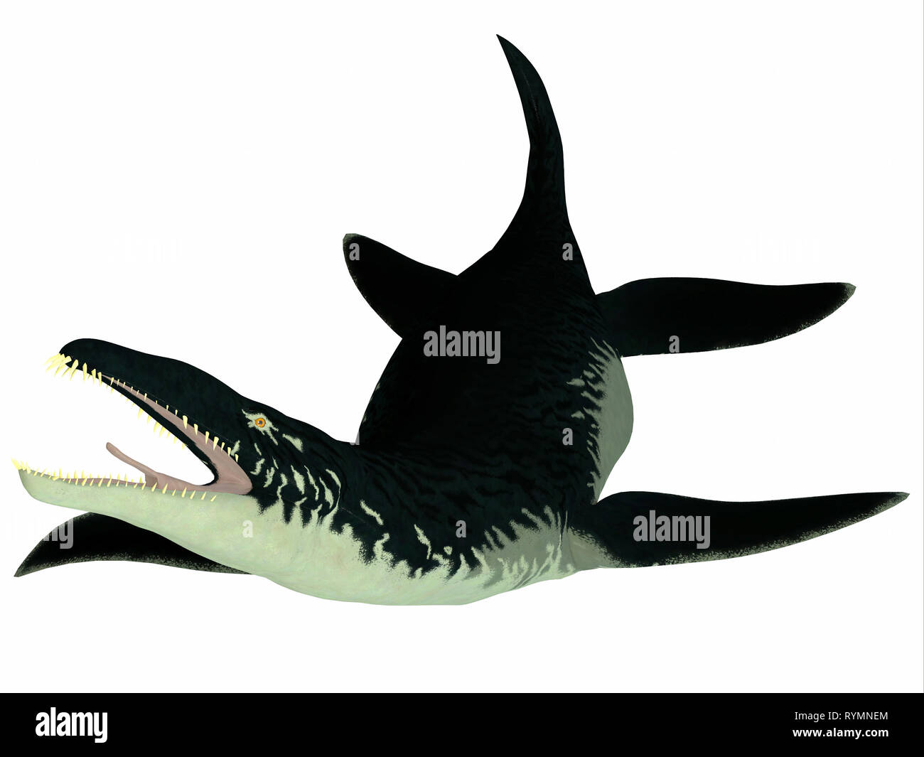 Liopleurodon Reptile on White - Liopleurodon was a Plesiosaur marine reptile that lived during the Jurassic Period of England and France. Stock Photo