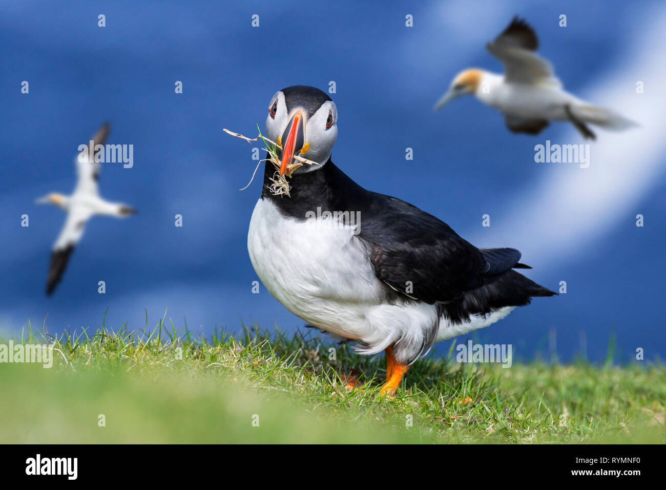 Atlantic puffin (Fratercula arctica) with grass in beak for nest building at burrow on sea cliff top in seabird colony, Scotland, UK Stock Photo