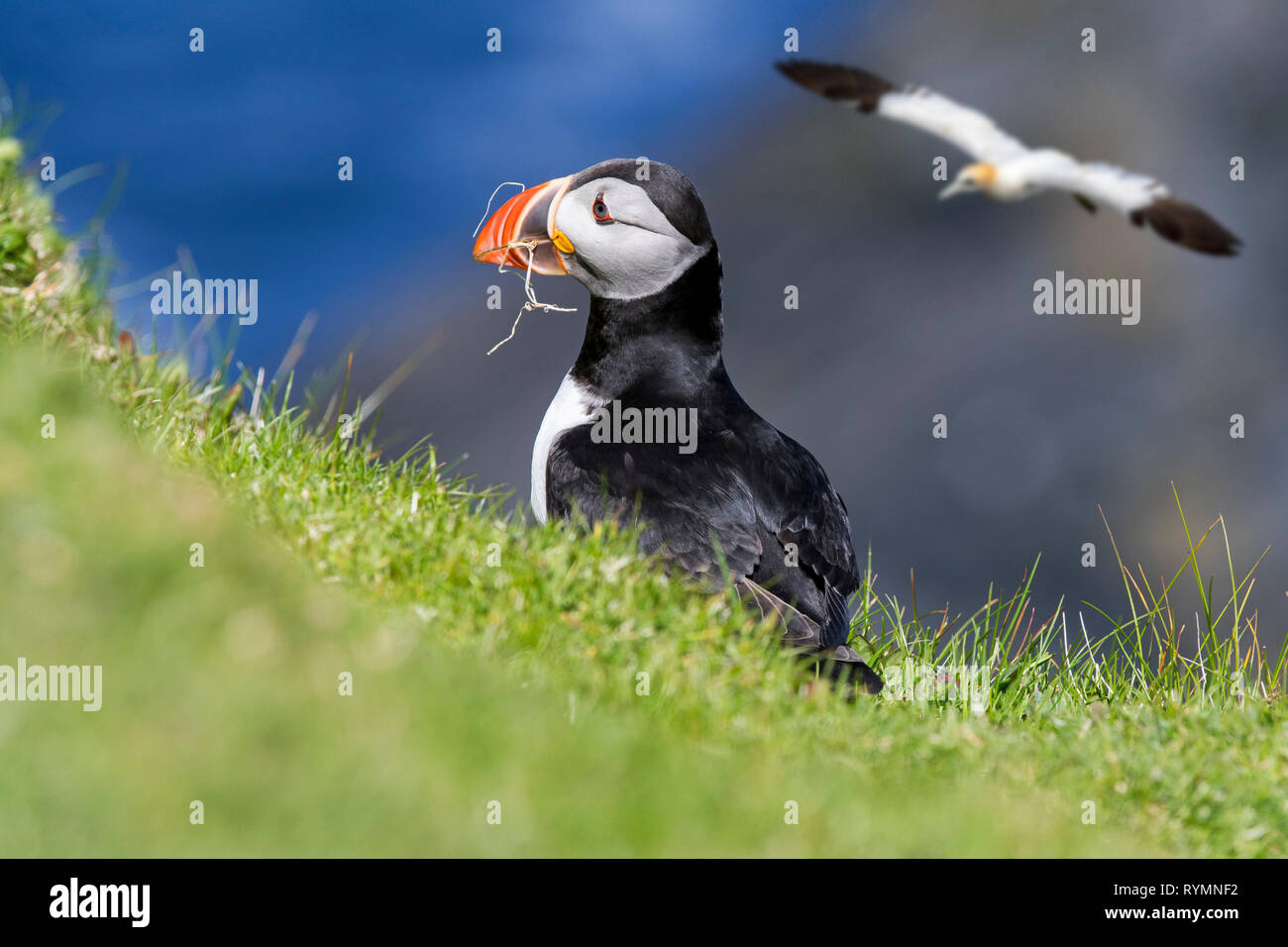 Atlantic puffin (Fratercula arctica) with grass in beak for nest building at burrow in seabird colony, Hermaness, Unst, Shetland Islands, Scotland, UK Stock Photo