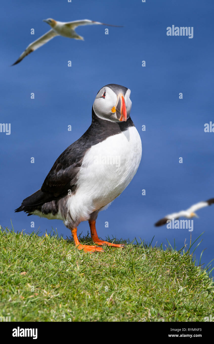Atlantic puffin (Fratercula arctica) on sea cliff top and flying gannets in seabird colony, Hermaness, Unst, Shetland Islands, Scotland, UK Stock Photo