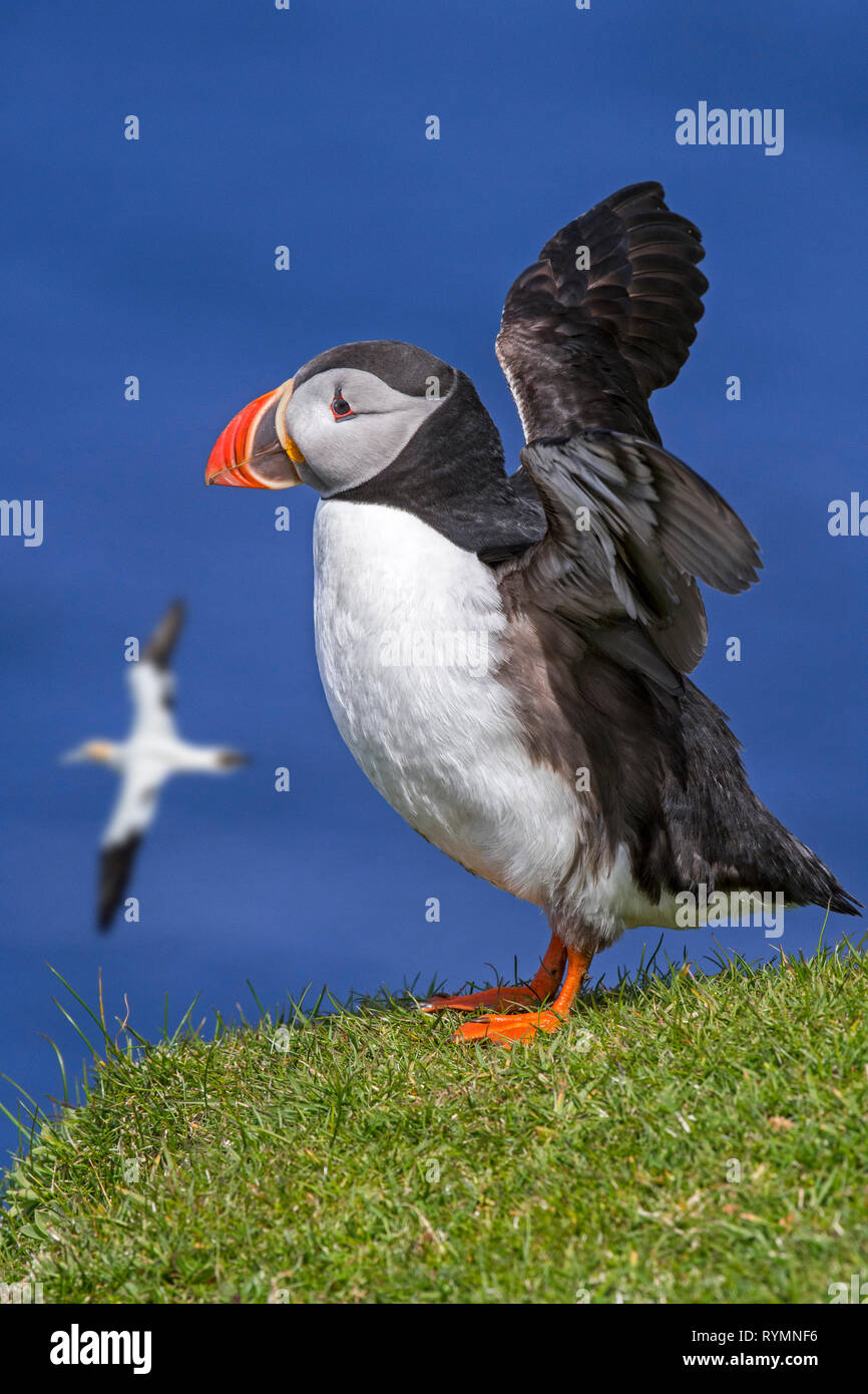 Atlantic puffin (Fratercula arctica) stretching wings on sea cliff top in seabird colony, Hermaness, Unst, Shetland Islands, Scotland, UK Stock Photo