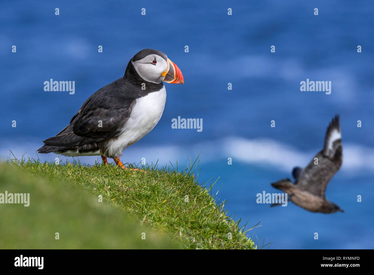 Atlantic puffin (Fratercula arctica) on cliff top and great skua (Stercorarius skua) flying by in seabird colony, Scotland, UK Stock Photo