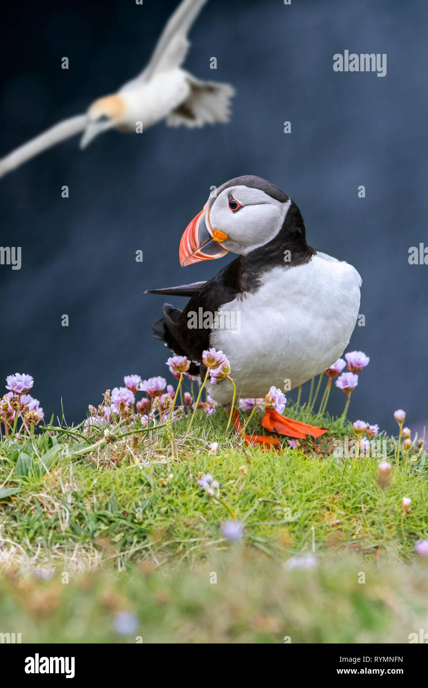 Atlantic puffin (Fratercula arctica) on sea cliff top and gannet flying by in seabird colony, Hermaness, Unst, Shetland Islands, Scotland, UK Stock Photo