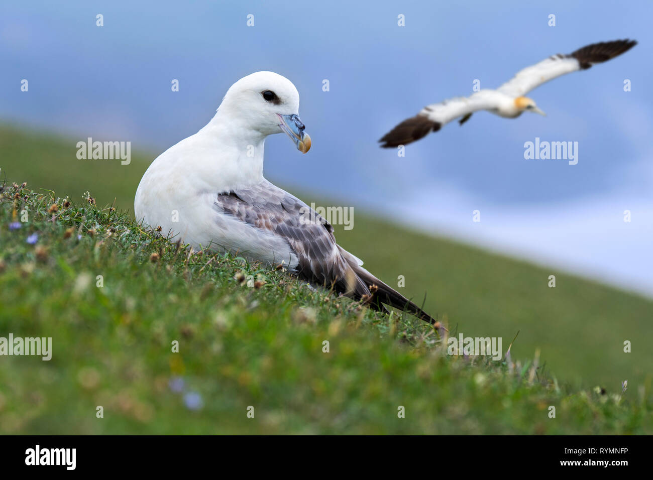 Northern fulmar / Arctic fulmar (Fulmarus glacialis) resting on sea cliff top and gannet soaring by at seabird colony, Scotland, UK Stock Photo