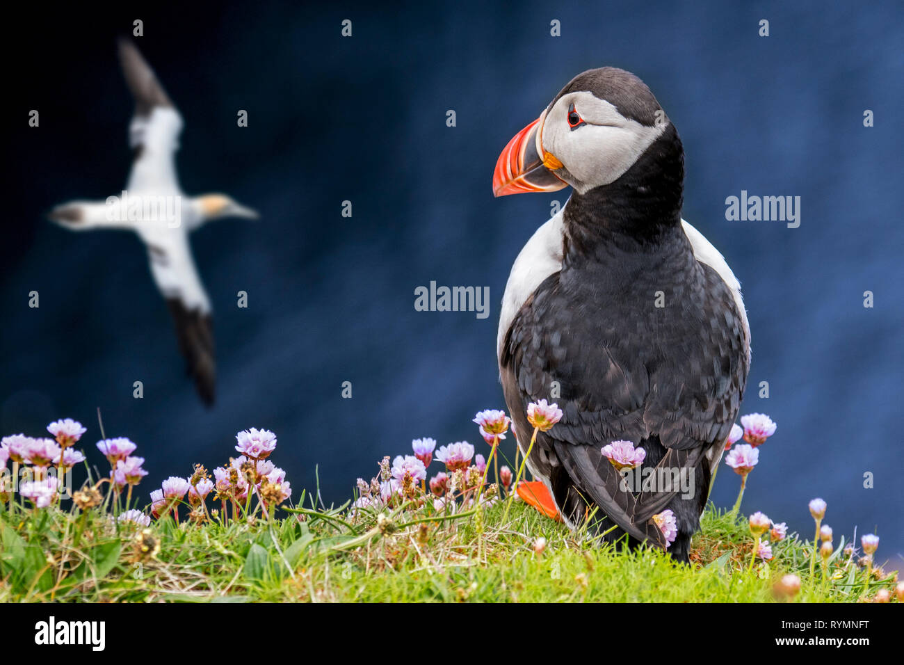 Atlantic puffin (Fratercula arctica) on sea cliff top watching gannet flying by in seabird colony, Scotland, UK Stock Photo