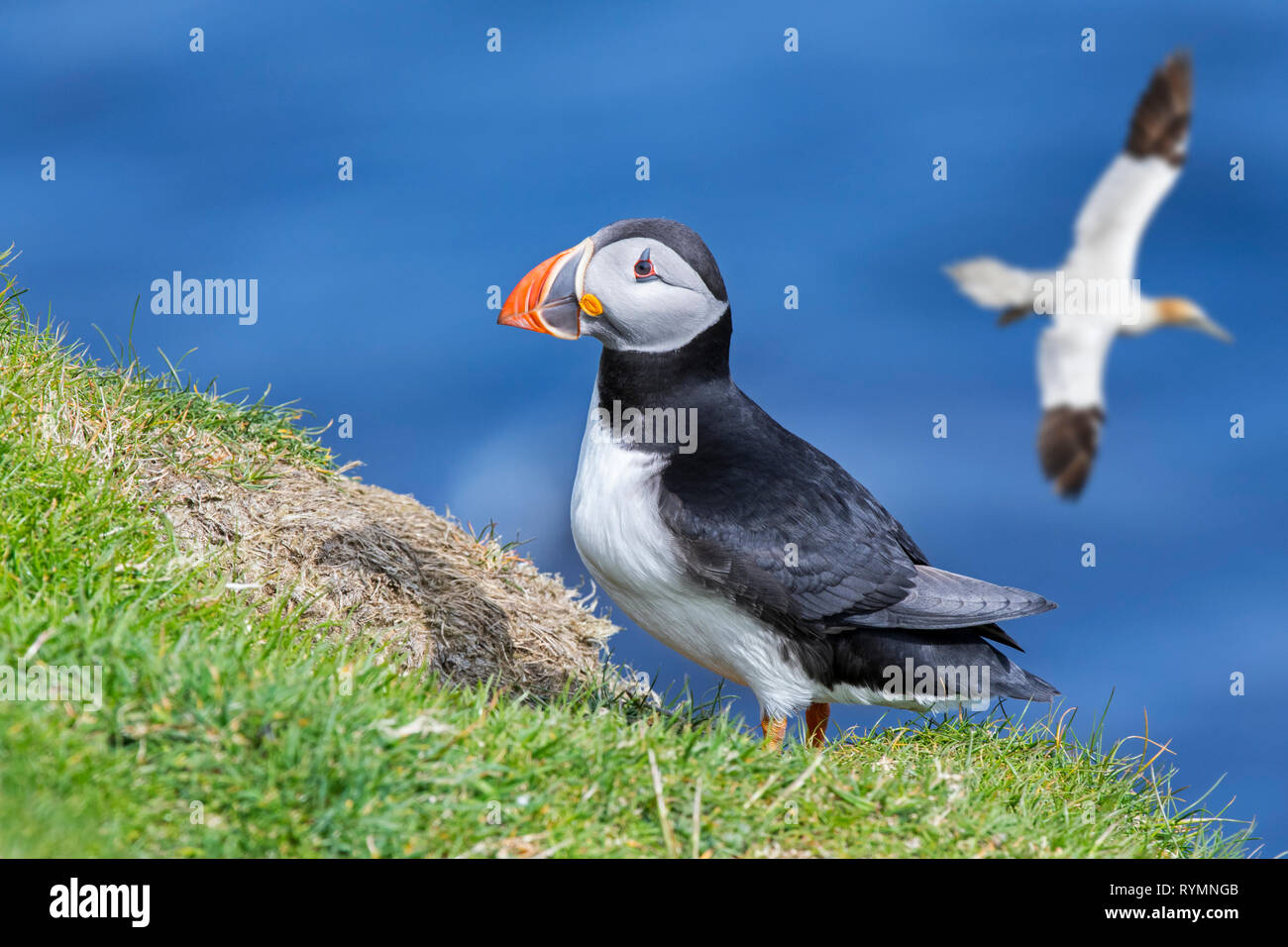 Atlantic puffin (Fratercula arctica) on sea cliff top and gannet flying by in seabird colony, Shetland Islands, Scotland, UK Stock Photo