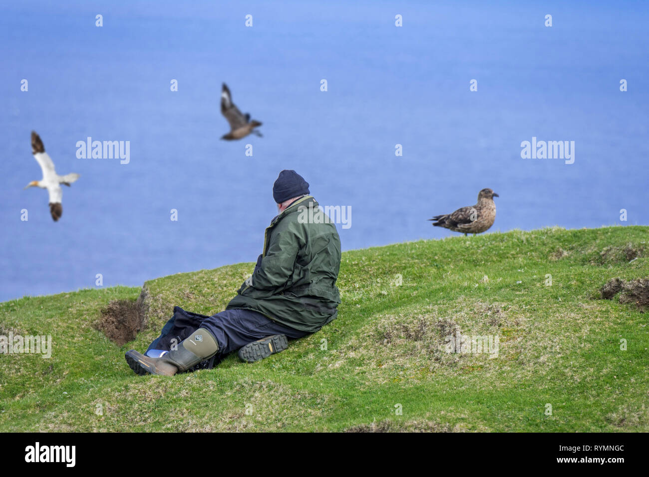 Birder / birdwatcher / bird watcher watching great skua (Stercorarius skua) chasing Northern gannet (Morus bassanus), Shetland Islands, Scotland, UK Stock Photo