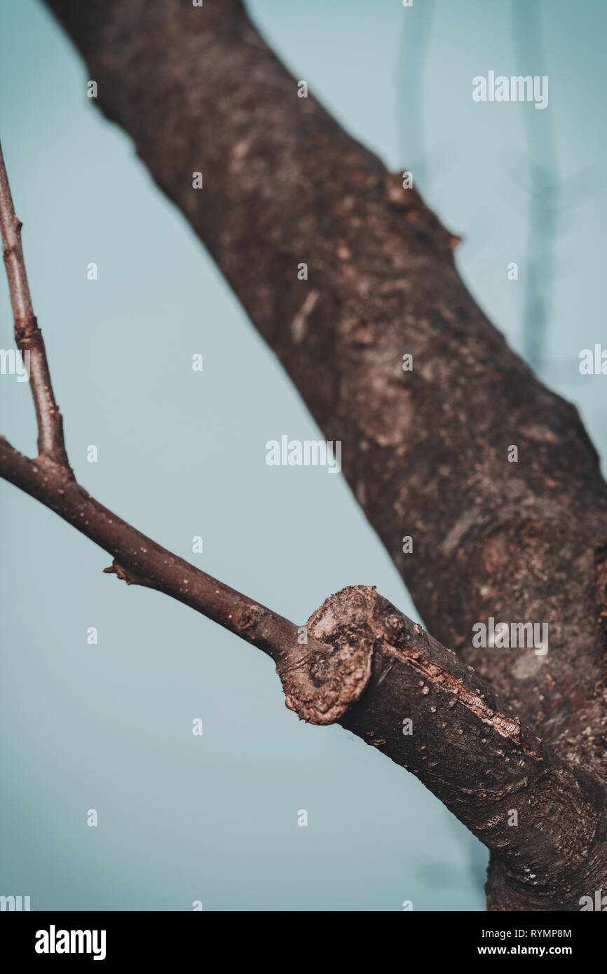 Tree wound paint hi-res stock photography and images - Alamy