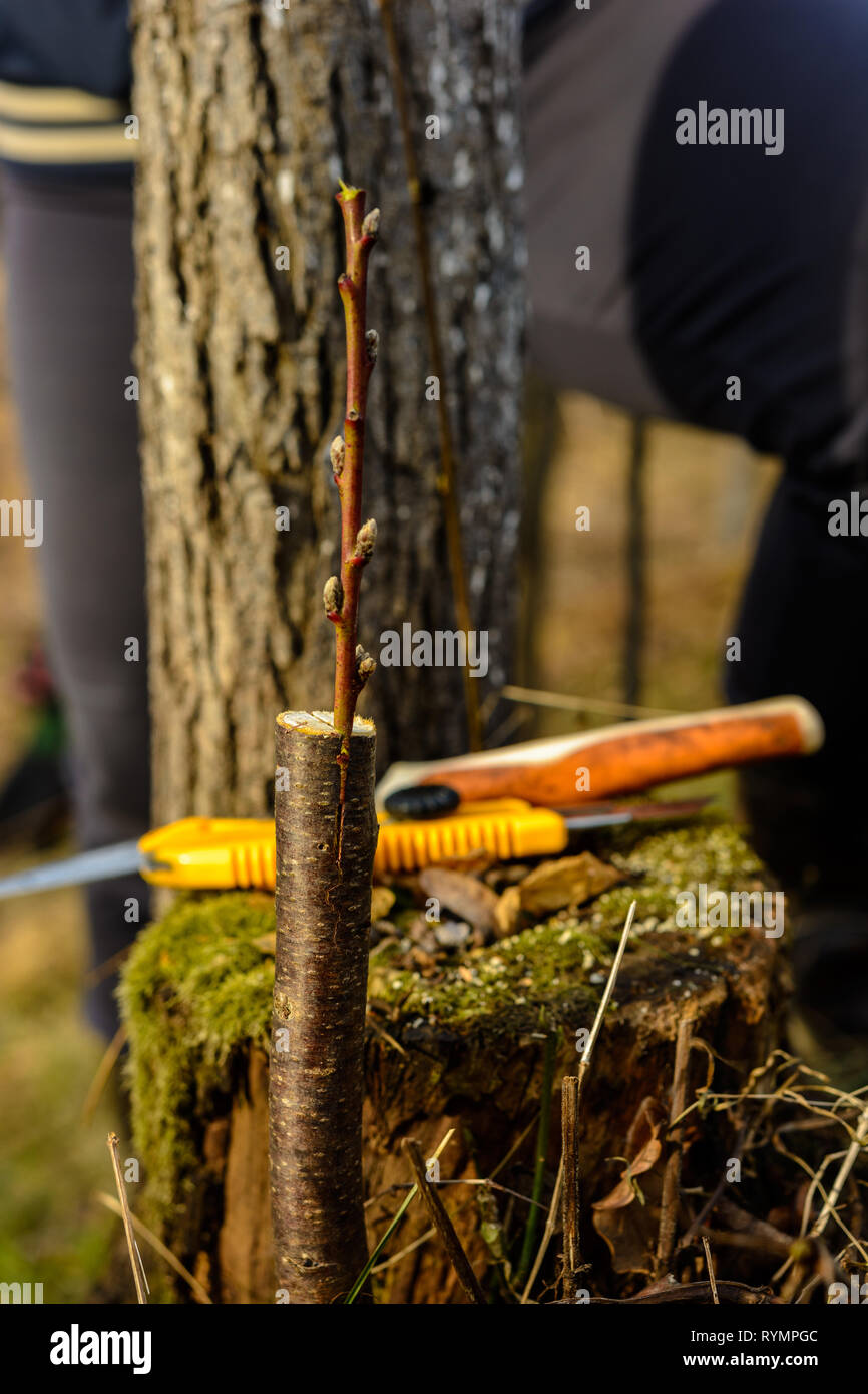 Live cuttings at grafting apple tree in cleft with growing buds, young leaves and flowers