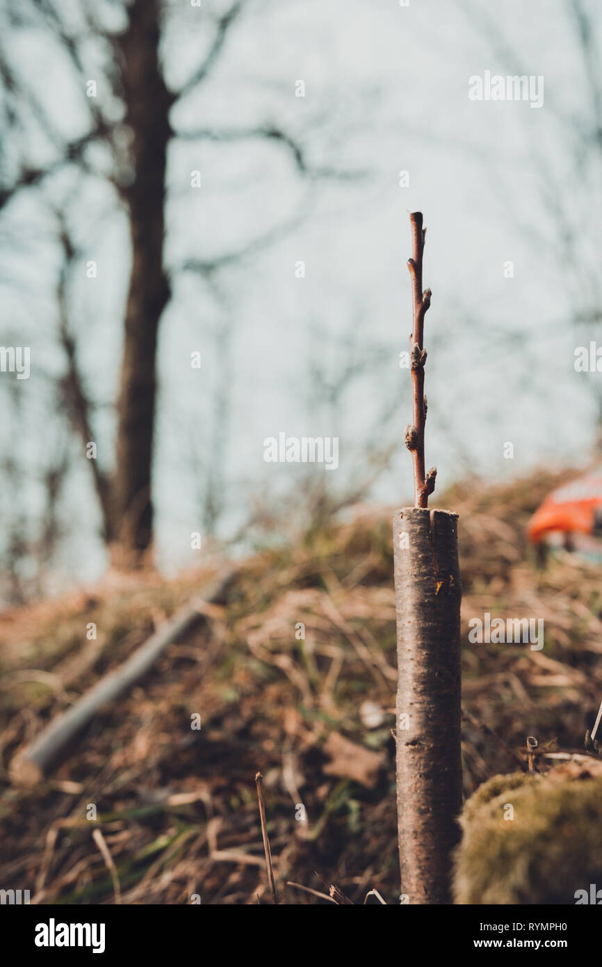 Live cuttings at grafting apple tree in cleft with growing buds, young leaves and flowers