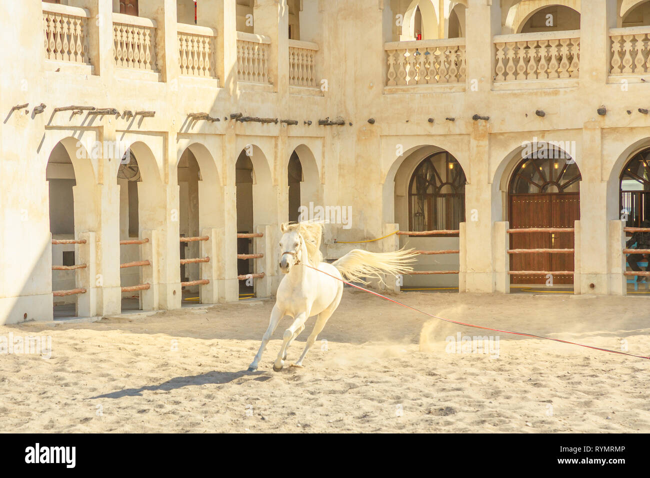 Purebred white Arabian horse running in a paddock in Doha city center