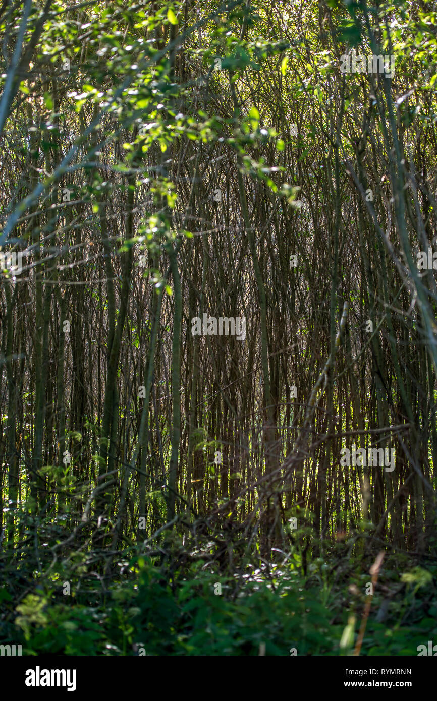 Brushwood Forest In Latvia Wild Plants Growing In Fir And Pine Forest Mixed Wood Brushwood Is Undergrowth Twigs And Small Branches Stock Photo Alamy