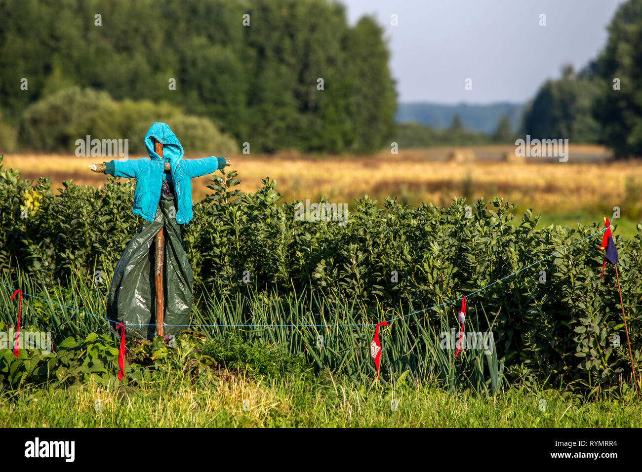 Scarecrow in vegetable garden on summer time, Latvia. Scarecrow is 