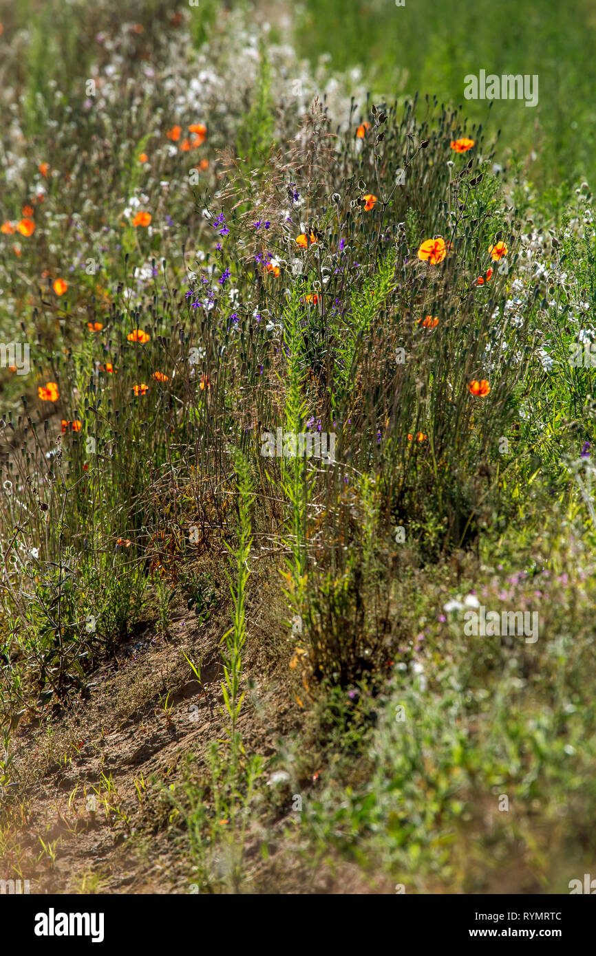 Seed bearing plant hires stock photography and images Alamy