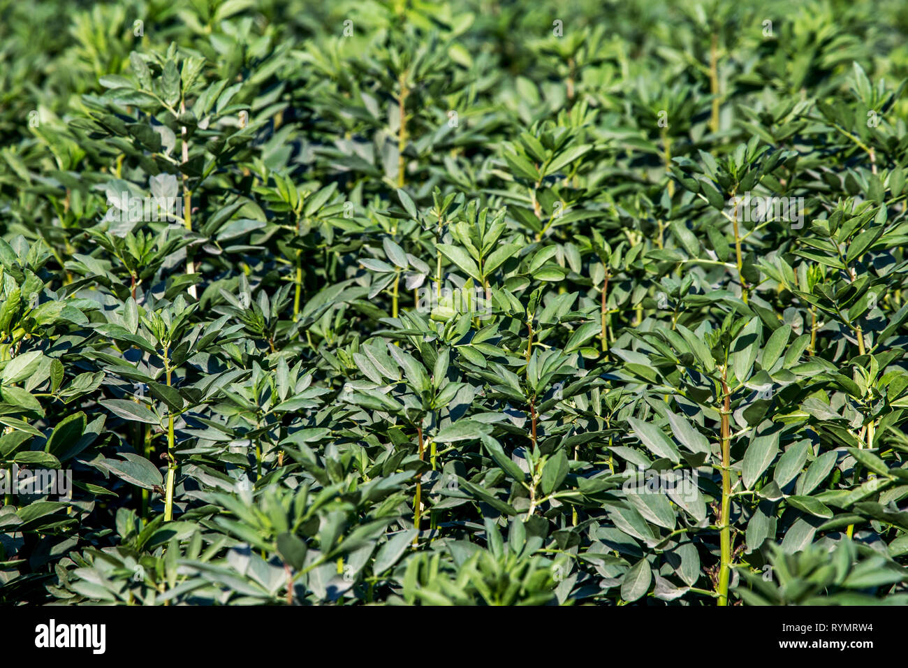 Broad bean leaf hi-res stock photography and images - Alamy