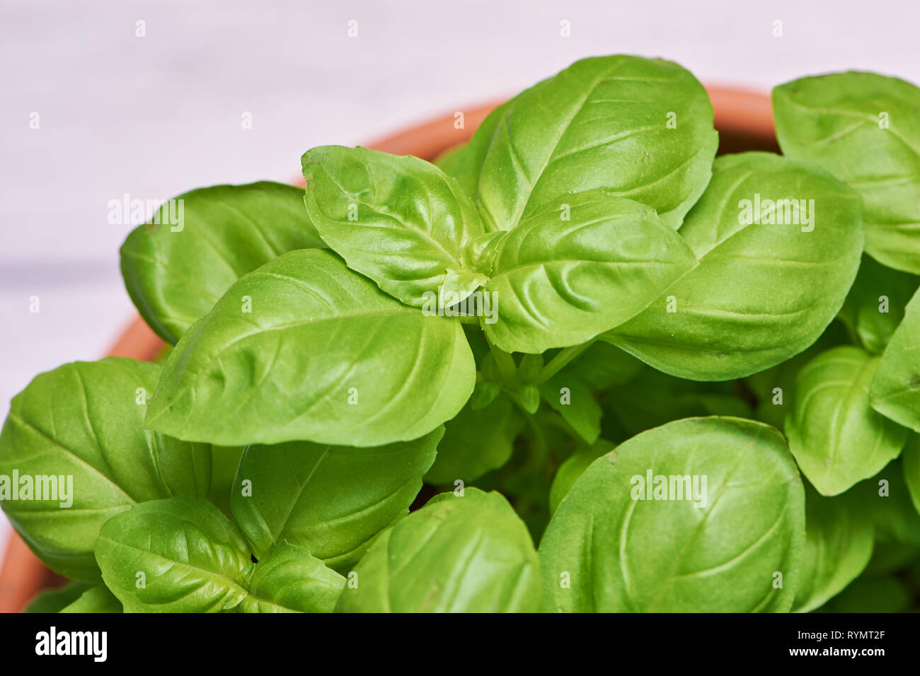 macro color photo of fresh basil in a pot Stock Photo