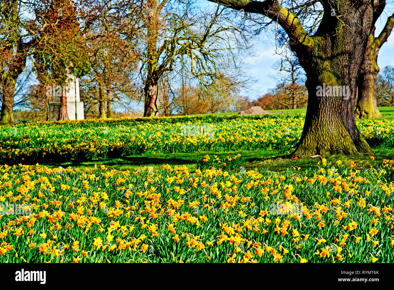 Daffodils, Wynyard Hall,  County Durham, England Stock Photo