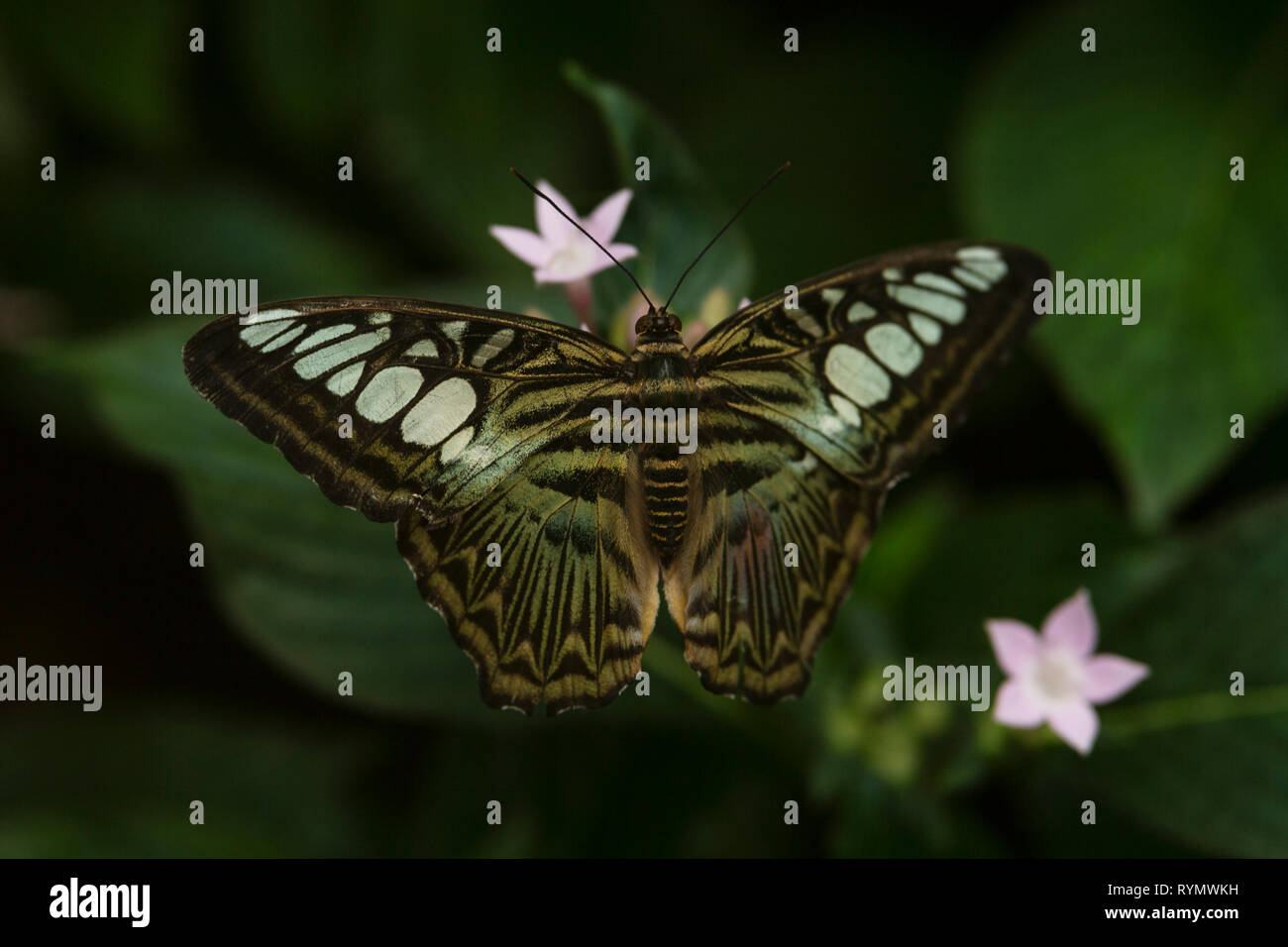 Parthenos sylvia, the clipper, a species of nymphalid butterfly found in south and southeast Asia, resting on a pink pentas (Pentas lanceolata) bush. Stock Photo