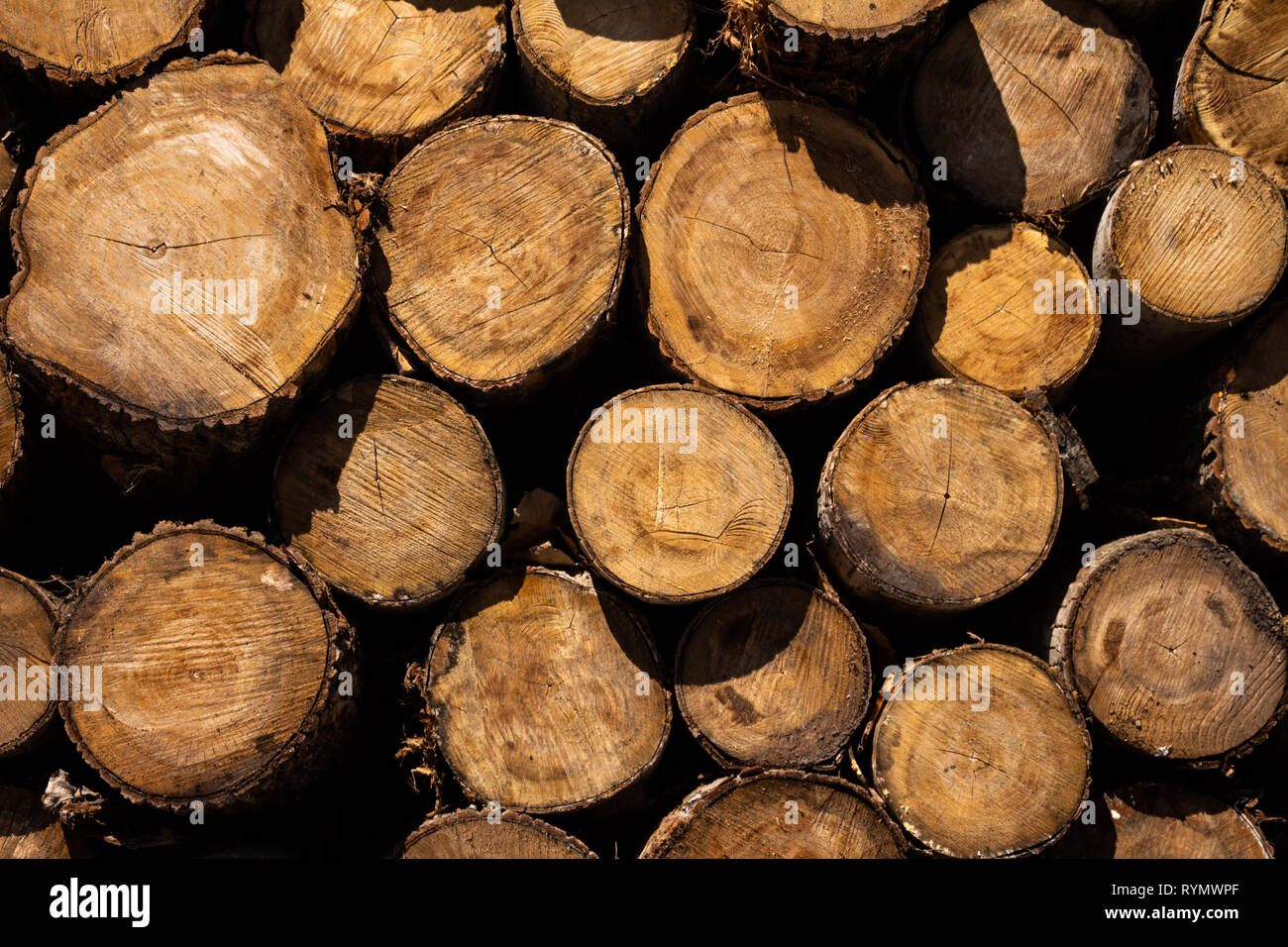 Trees cut from Wood to make furniture. Concept of deforestation