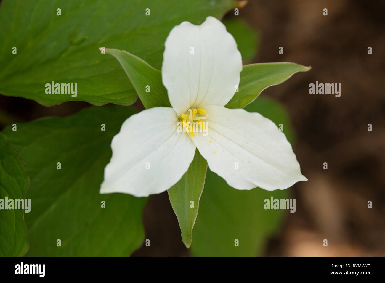 Trillium grandiflorum (also known as large-flowered trillium, wake-robin) in Boston, Massachusetts, USA, with white petals and yellow stamen. Stock Photo