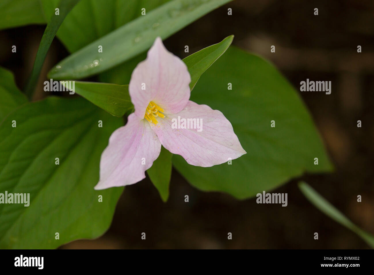 Trillium grandiflorum (also known as large-flowered trillium, wake-robin) in Boston, Massachusetts, USA, with pink petals and yellow stamen. Stock Photo