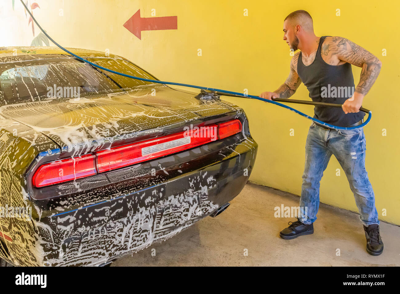 The young man soaps up his black car. The strong young man with tattoos takes pride in the details as he continues to scrub the entire car. Stock Photo