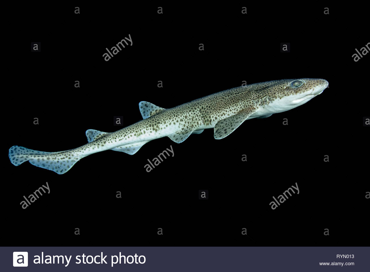 Small Spotted Catshark Stock Photos & Small Spotted Catshark Stock