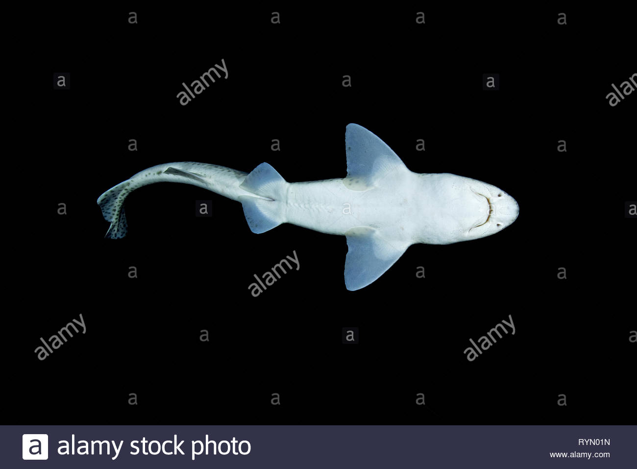 Small Spotted Catshark Stock Photos & Small Spotted Catshark Stock