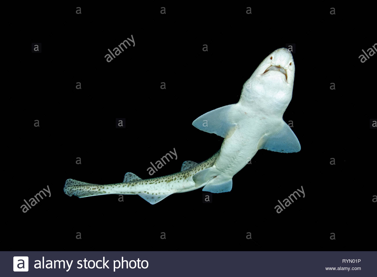 Small Spotted Catshark Stock Photos & Small Spotted Catshark Stock