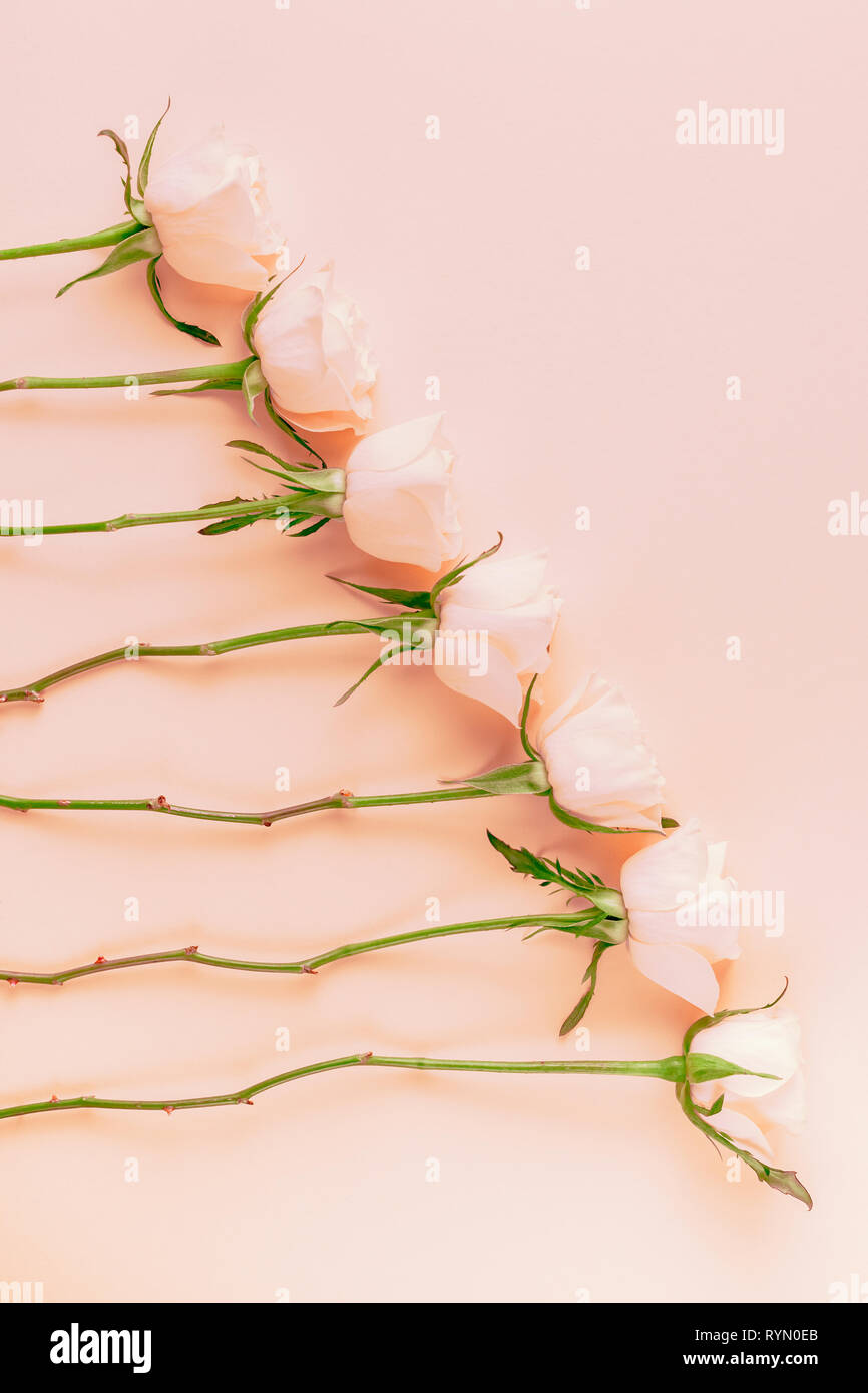 Creative top view flat lay fresh pink roses composition with copy space ...