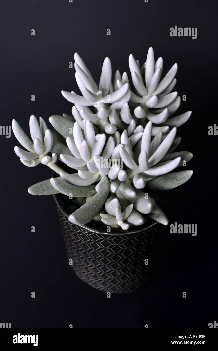 White Senecio Haworthii succulent potted plant on dark background Stock Photo