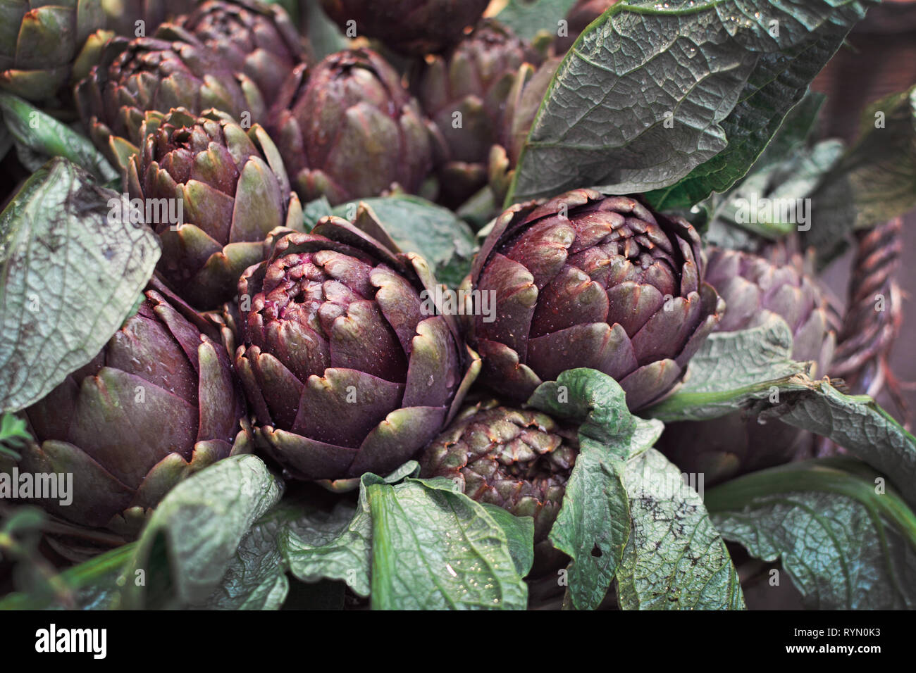Fresh and ripe raw whole globe artichoke vegetables with leaves covered
