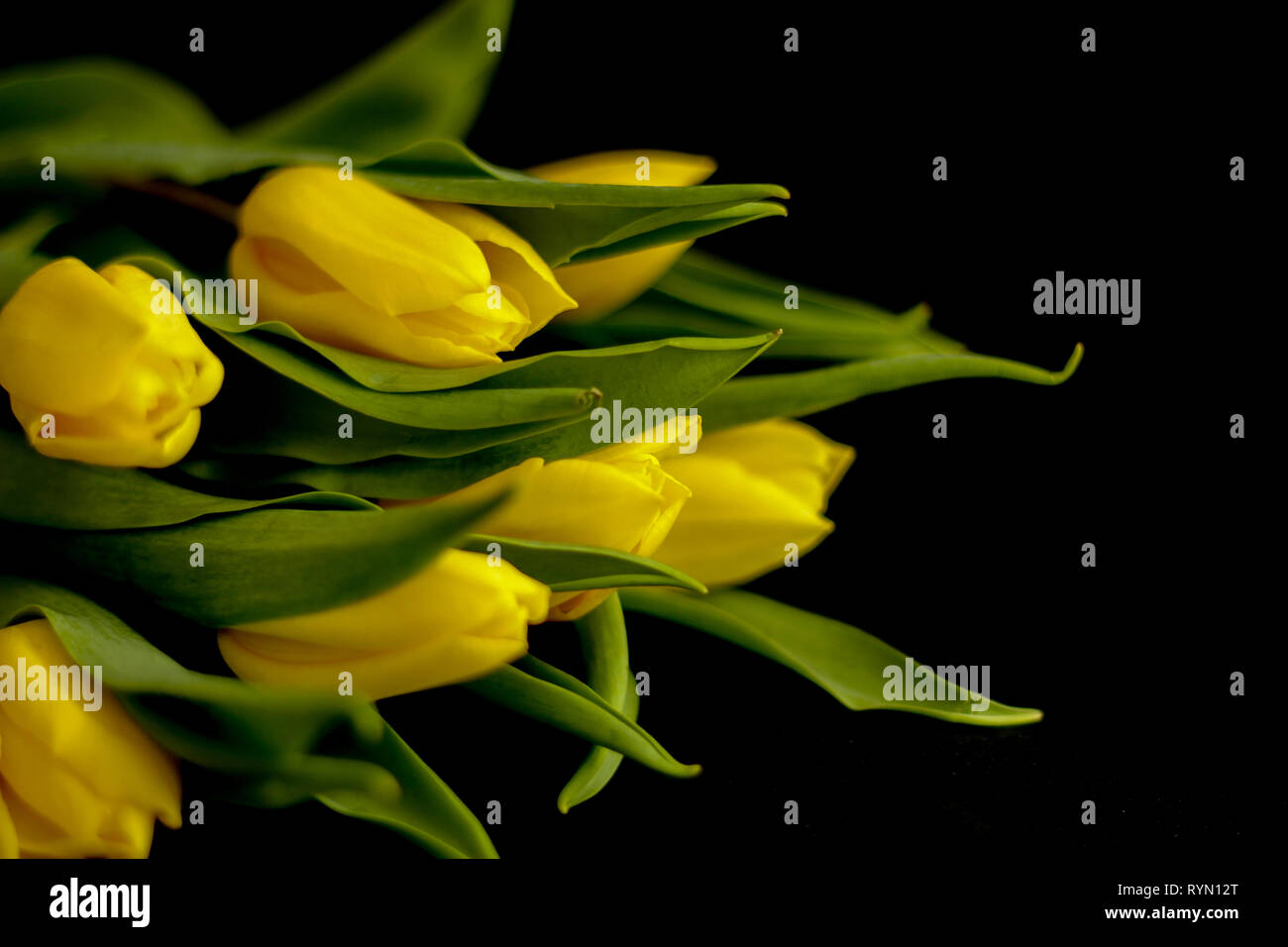 Close up on the bouquet of yellow tulips, black background, selective focus, free copy space - perfect for social media Stock Photo