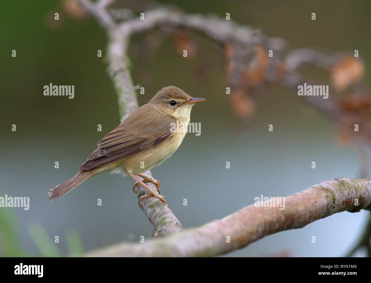 Marsh warbler perched on a dry branch Stock Photo