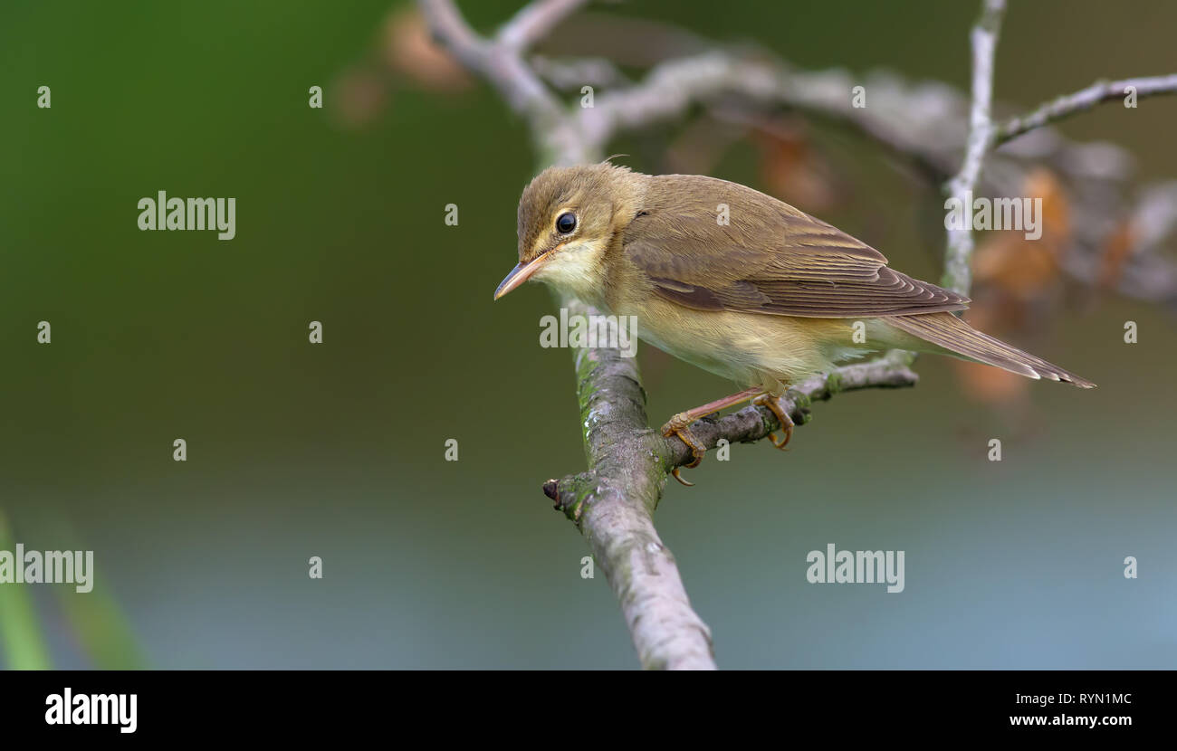 Marsh warbler posing on a dry branch Stock Photo