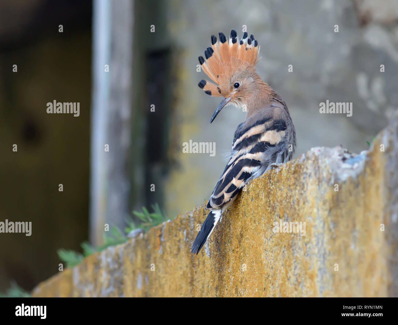 Hoopoe young bird short after leaving the nest Stock Photo