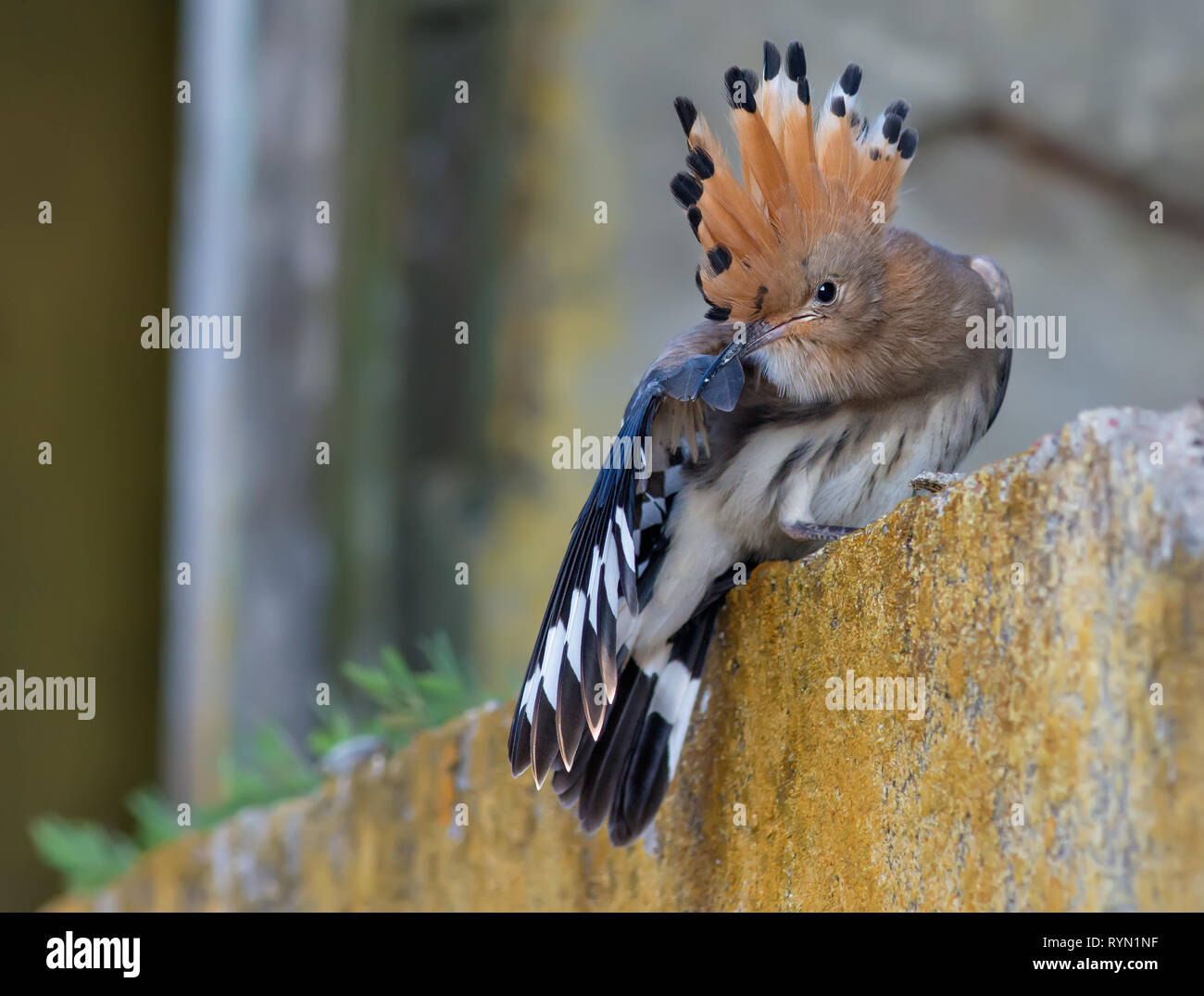 Hoopoe young bird cleaning itself short after leaving the nest Stock Photo