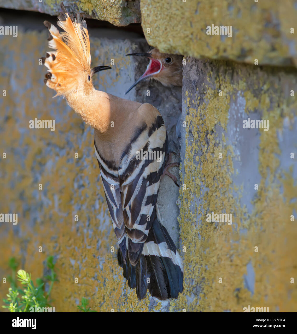 Hoopoe feeding his younger child in wall Stock Photo
