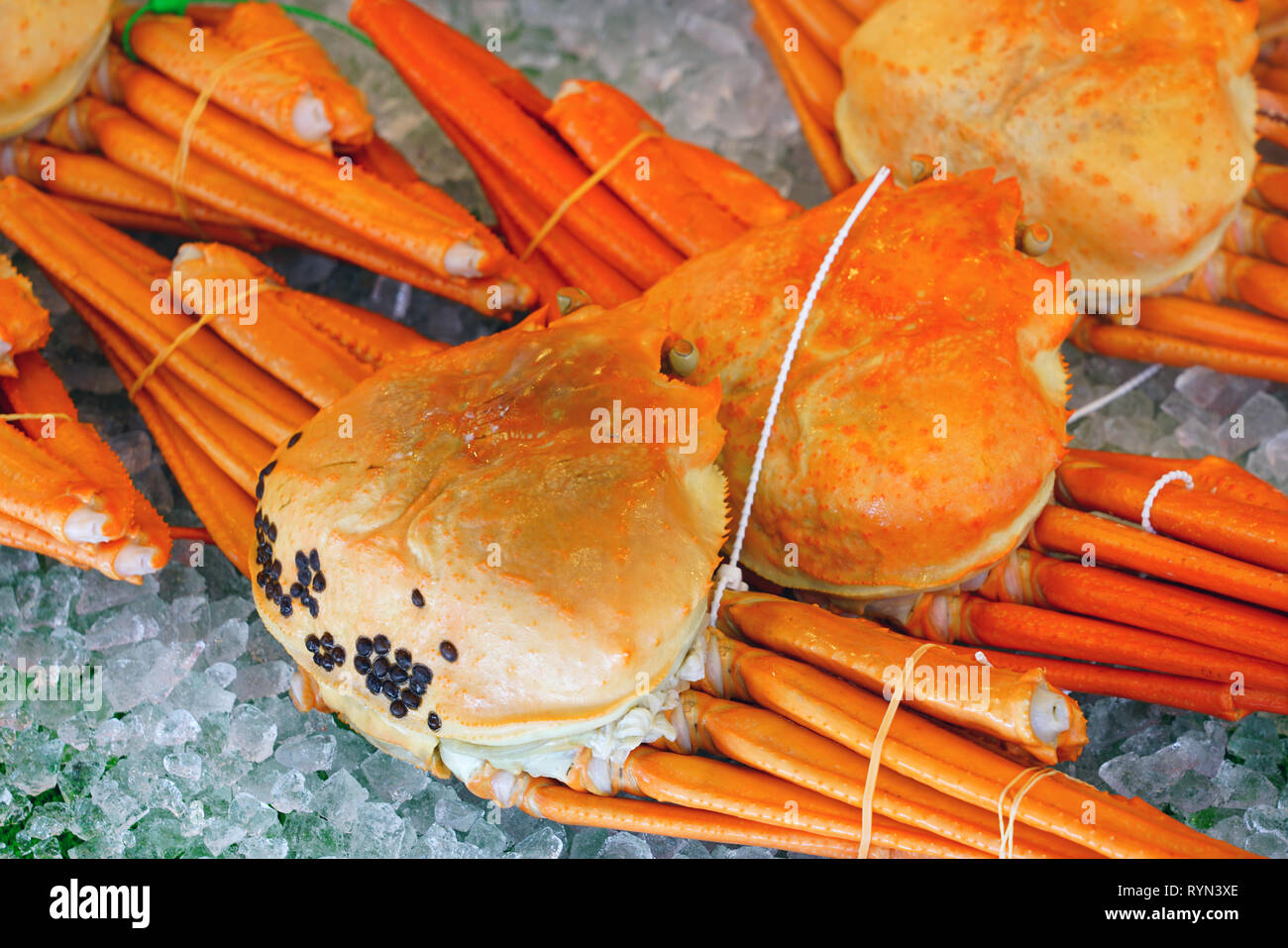 View of matsuba snow crab, a gourmet delight from the Sea of Japan for sale in Kinosaki Onsen, Japan Stock Photo