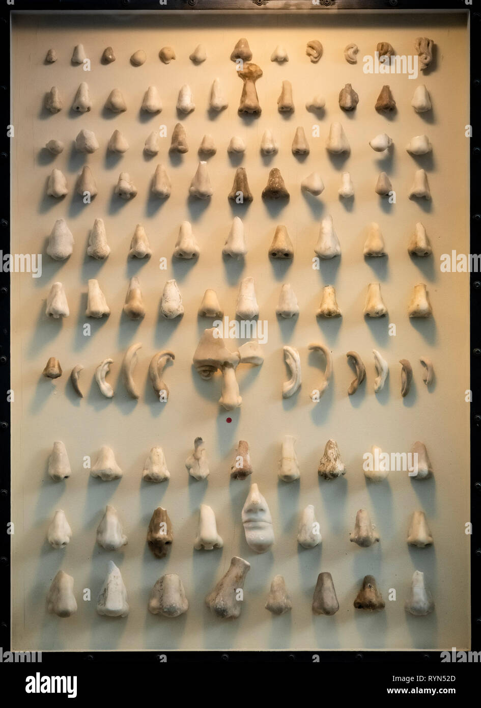 Copenhagen. Denmark. Nasothek, a collection of noses in marble and plaster removed from Roman portraits in the Ny Carlsberg Glyptotek. Stock Photo